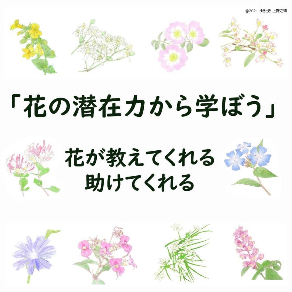 花の潜在力から学ぶ